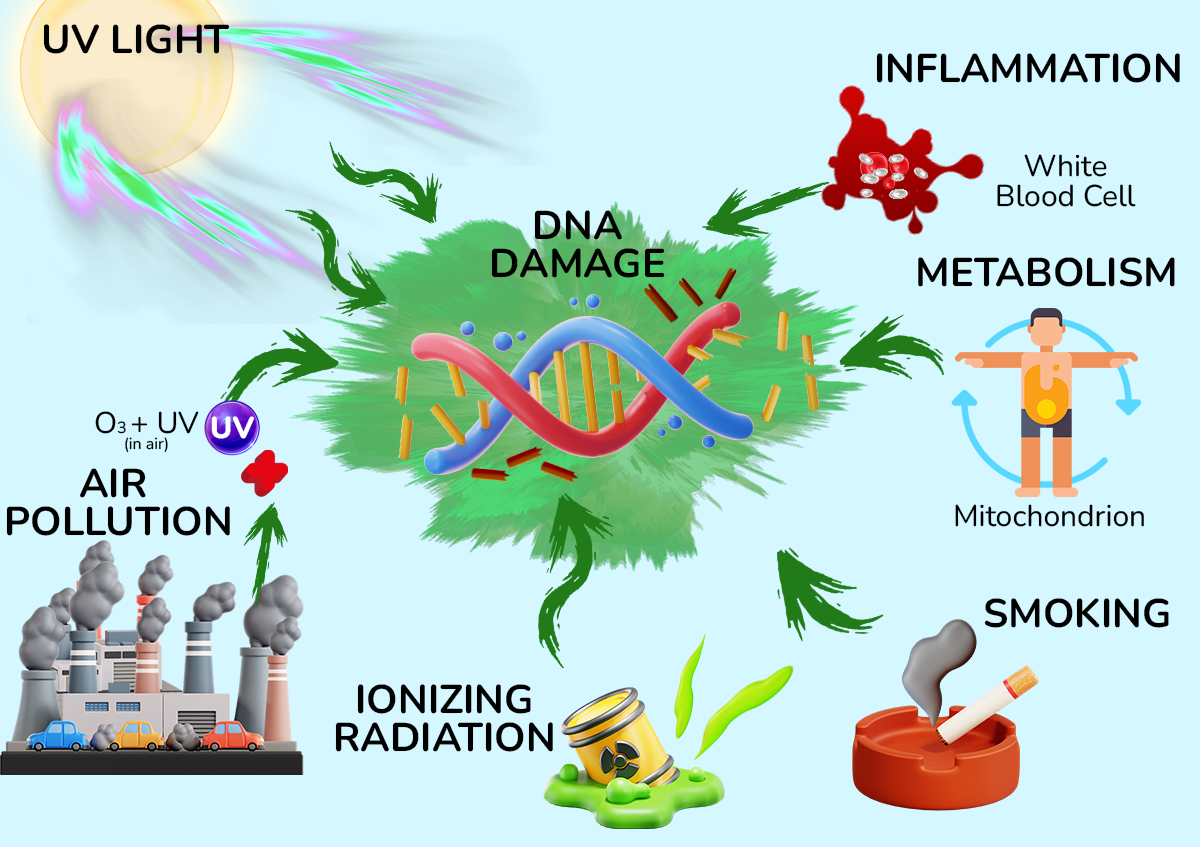 Unmasking Free Radicals: The Role of Antioxidants in Cellular Protection